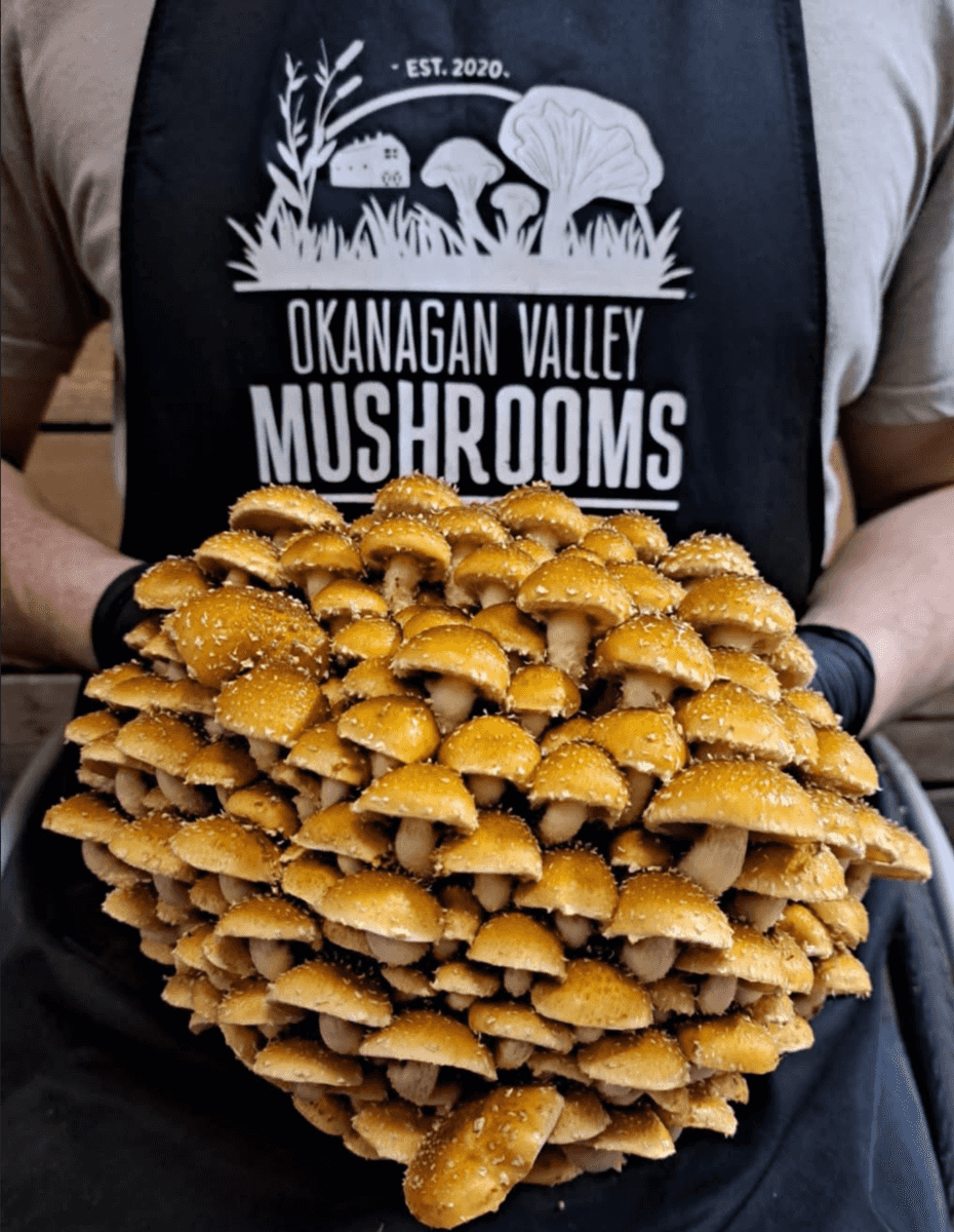 Founder wearing the farm apron and holding a chestnut cluster
