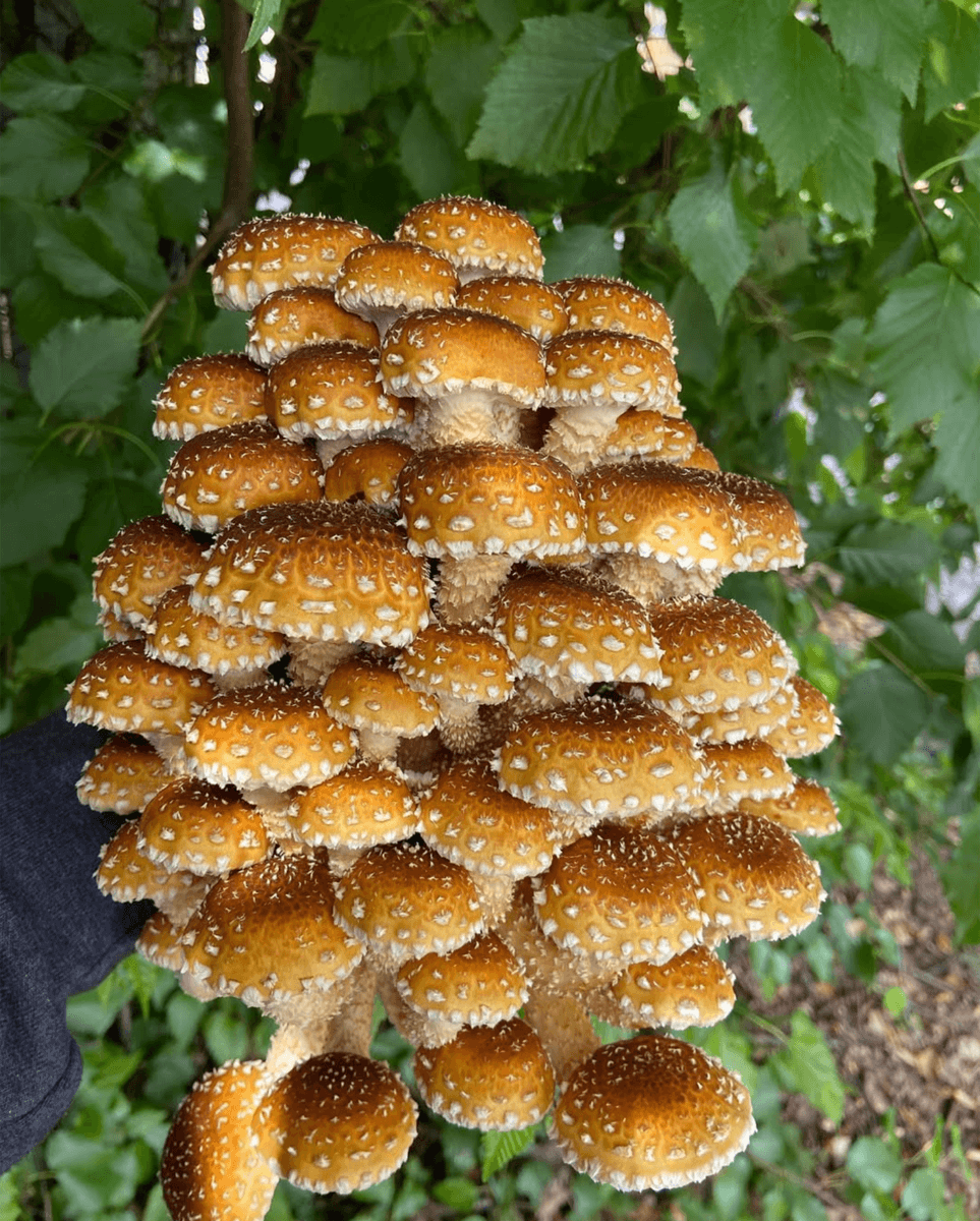 Chestnut mushroom cluster held outdoors