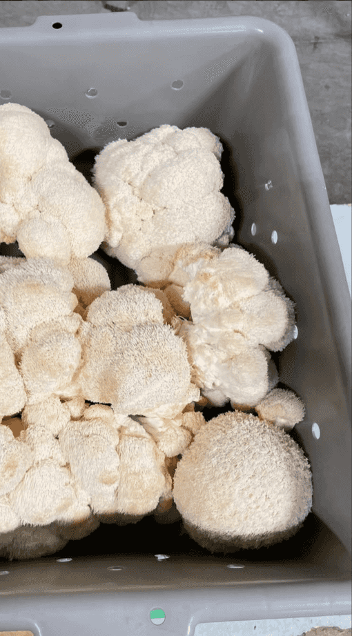 Fresh lion’s mane mushrooms in a harvest bin