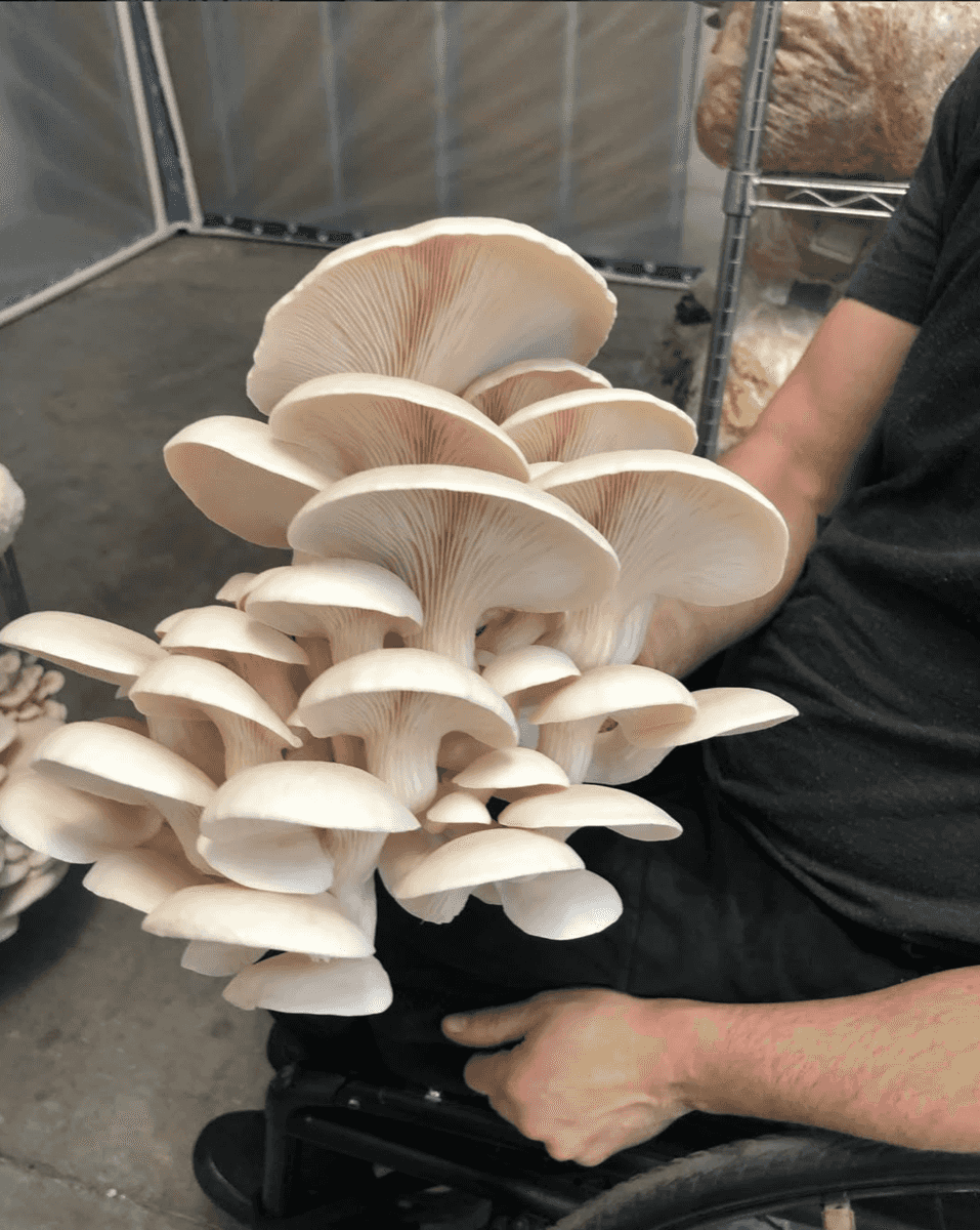 Pearl oyster cluster held in the grow room, plastic sheeting and wire shelves behind